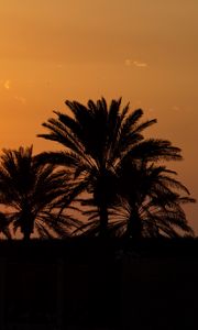 Preview wallpaper palm trees, sunset, horizon, sky, clouds, outlines, dark