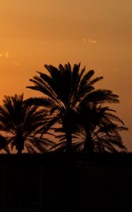 Preview wallpaper palm trees, sunset, horizon, sky, clouds, outlines, dark