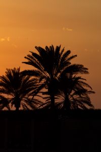 Preview wallpaper palm trees, sunset, horizon, sky, clouds, outlines, dark