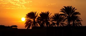 Preview wallpaper palm trees, sunset, horizon, sky, clouds, outlines, dark