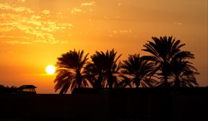 Preview wallpaper palm trees, sunset, horizon, sky, clouds, outlines, dark