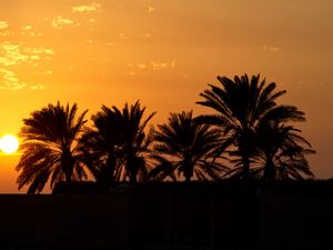 Preview wallpaper palm trees, sunset, horizon, sky, clouds, outlines, dark