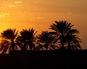 Preview wallpaper palm trees, sunset, horizon, sky, clouds, outlines, dark