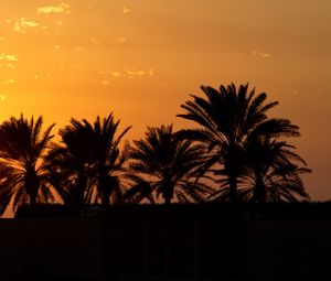 Preview wallpaper palm trees, sunset, horizon, sky, clouds, outlines, dark