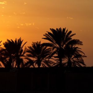 Preview wallpaper palm trees, sunset, horizon, sky, clouds, outlines, dark