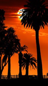 Preview wallpaper palm trees, sunset, night, silhouettes, sun
