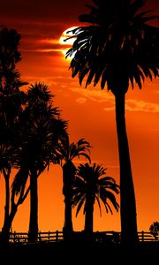 Preview wallpaper palm trees, sunset, night, silhouettes, sun
