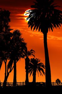 Preview wallpaper palm trees, sunset, night, silhouettes, sun