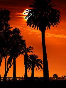 Preview wallpaper palm trees, sunset, night, silhouettes, sun