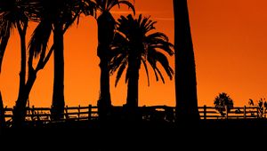 Preview wallpaper palm trees, sunset, night, silhouettes, sun