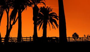 Preview wallpaper palm trees, sunset, night, silhouettes, sun