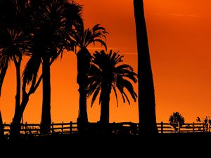 Preview wallpaper palm trees, sunset, night, silhouettes, sun