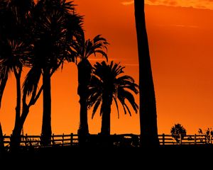 Preview wallpaper palm trees, sunset, night, silhouettes, sun