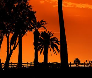 Preview wallpaper palm trees, sunset, night, silhouettes, sun