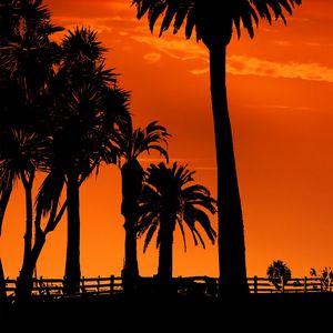 Preview wallpaper palm trees, sunset, night, silhouettes, sun