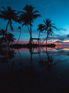 Preview wallpaper palm trees, sunset, ocean, evening, tropics