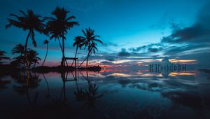 Preview wallpaper palm trees, sunset, ocean, evening, tropics