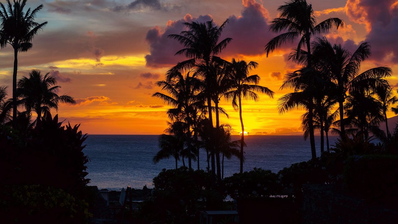 Wallpaper palm trees, sunset, ocean, clouds, night, tropics