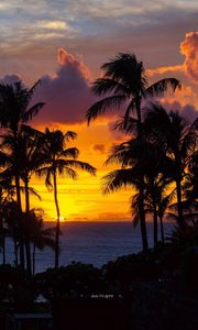 Preview wallpaper palm trees, sunset, ocean, clouds, night, tropics