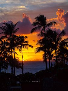Preview wallpaper palm trees, sunset, ocean, clouds, night, tropics