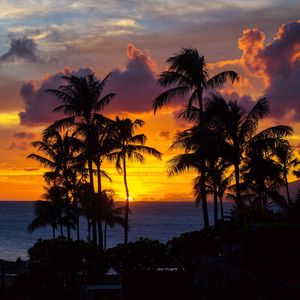 Preview wallpaper palm trees, sunset, ocean, clouds, night, tropics