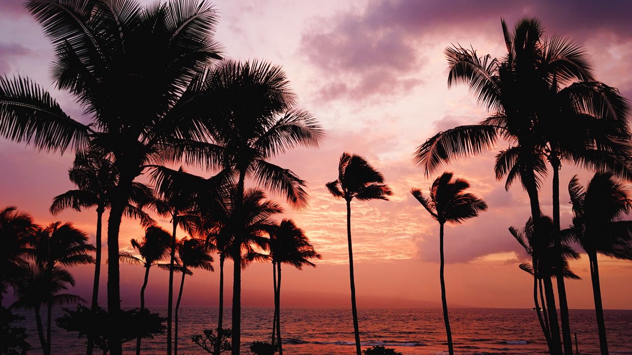 Wallpaper palm trees, sunset, sea