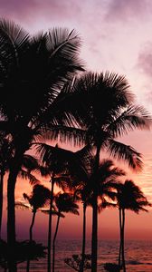 Preview wallpaper palm trees, sunset, sea