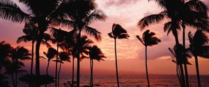 Preview wallpaper palm trees, sunset, sea