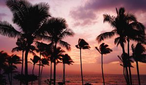 Preview wallpaper palm trees, sunset, sea