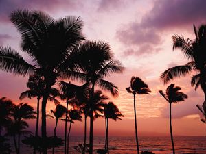 Preview wallpaper palm trees, sunset, sea