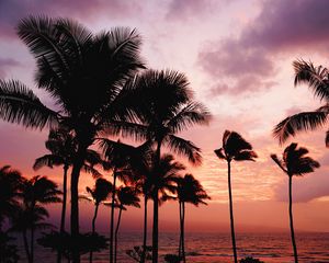 Preview wallpaper palm trees, sunset, sea