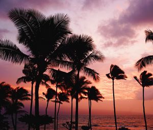Preview wallpaper palm trees, sunset, sea