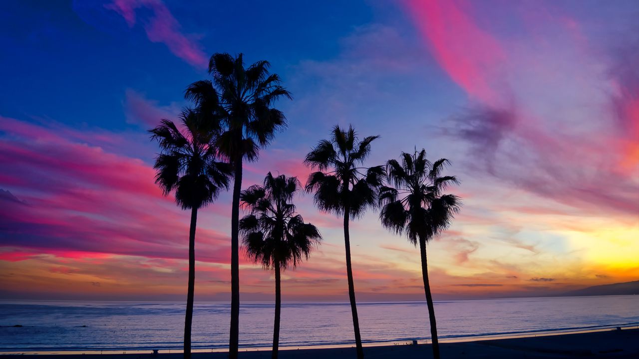Wallpaper palm trees, sunset, silhouette, horizon