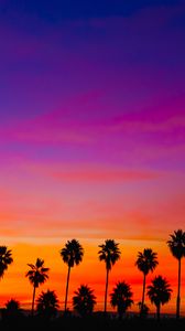 Preview wallpaper palm trees, sunset, silhouette, sky