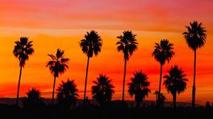 Preview wallpaper palm trees, sunset, silhouette, sky