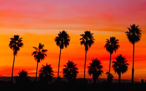 Preview wallpaper palm trees, sunset, silhouette, sky