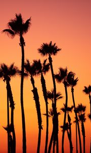 Preview wallpaper palm trees, sunset, sky, pink, tropics