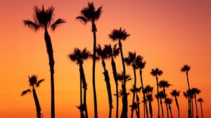 Preview wallpaper palm trees, sunset, sky, pink, tropics