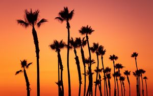 Preview wallpaper palm trees, sunset, sky, pink, tropics