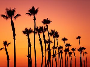 Preview wallpaper palm trees, sunset, sky, pink, tropics