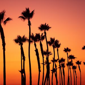 Preview wallpaper palm trees, sunset, sky, pink, tropics