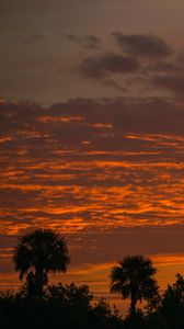 Preview wallpaper palm trees, sunset, sky, silhouette