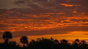 Preview wallpaper palm trees, sunset, sky, silhouette