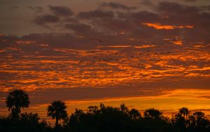 Preview wallpaper palm trees, sunset, sky, silhouette