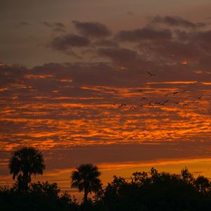 Preview wallpaper palm trees, sunset, sky, silhouette