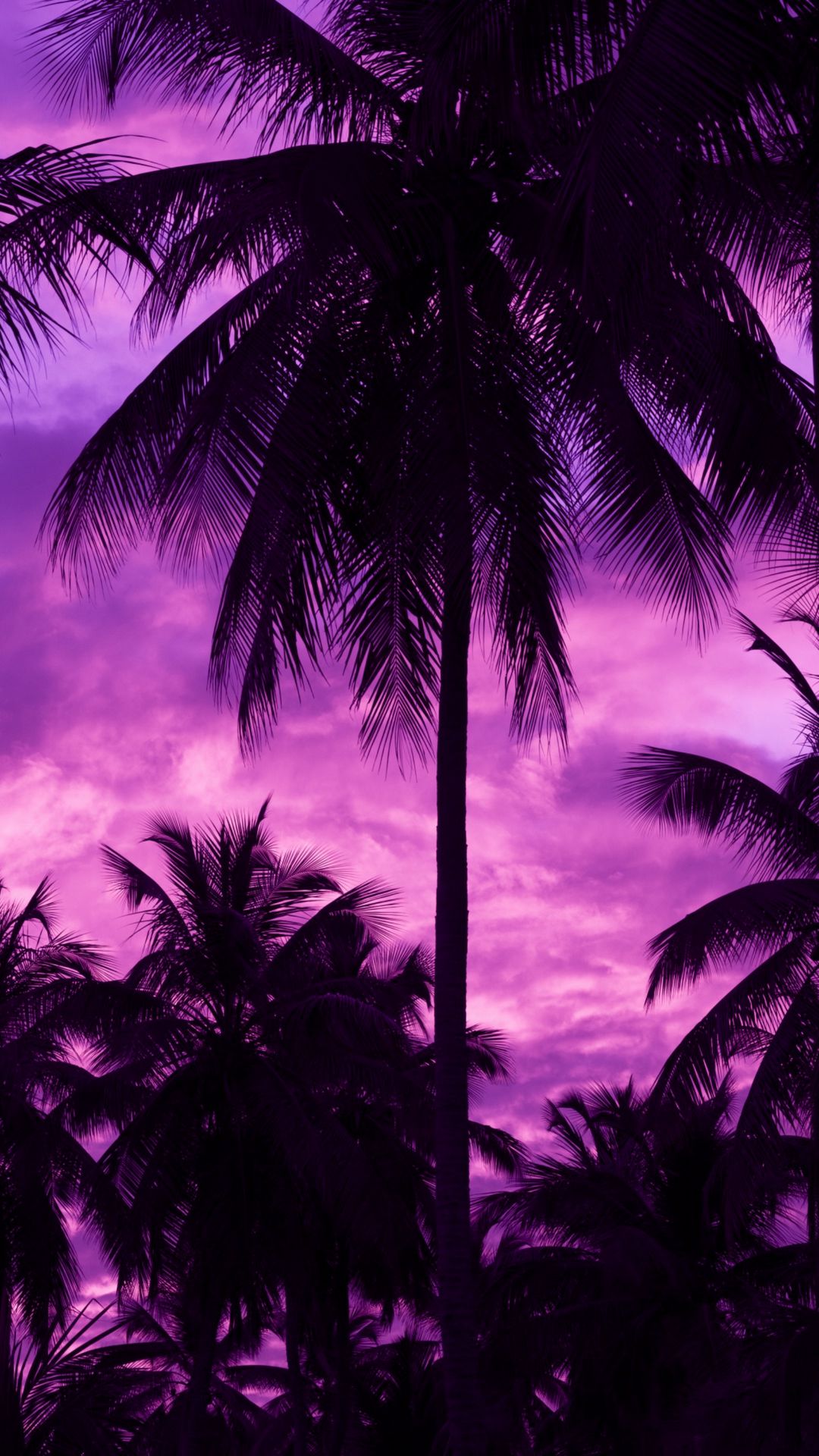 Download wallpaper 1080x1920 palm trees, sunset, tropics, purple, sky