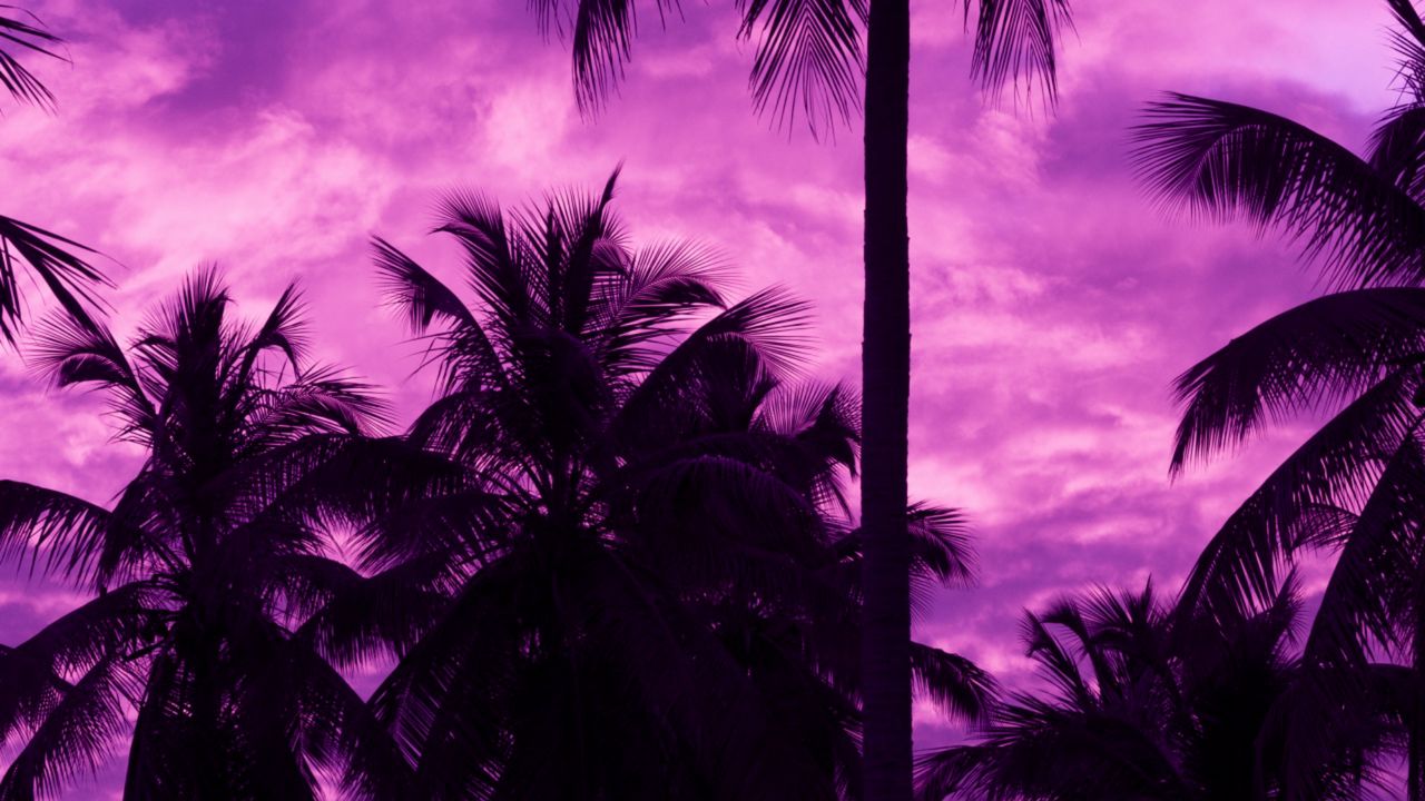 Wallpaper palm trees, sunset, tropics, purple, sky