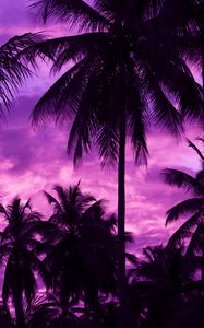 Preview wallpaper palm trees, sunset, tropics, purple, sky