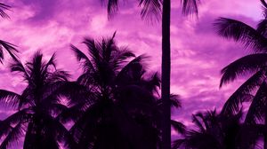 Preview wallpaper palm trees, sunset, tropics, purple, sky