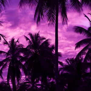 Preview wallpaper palm trees, sunset, tropics, purple, sky